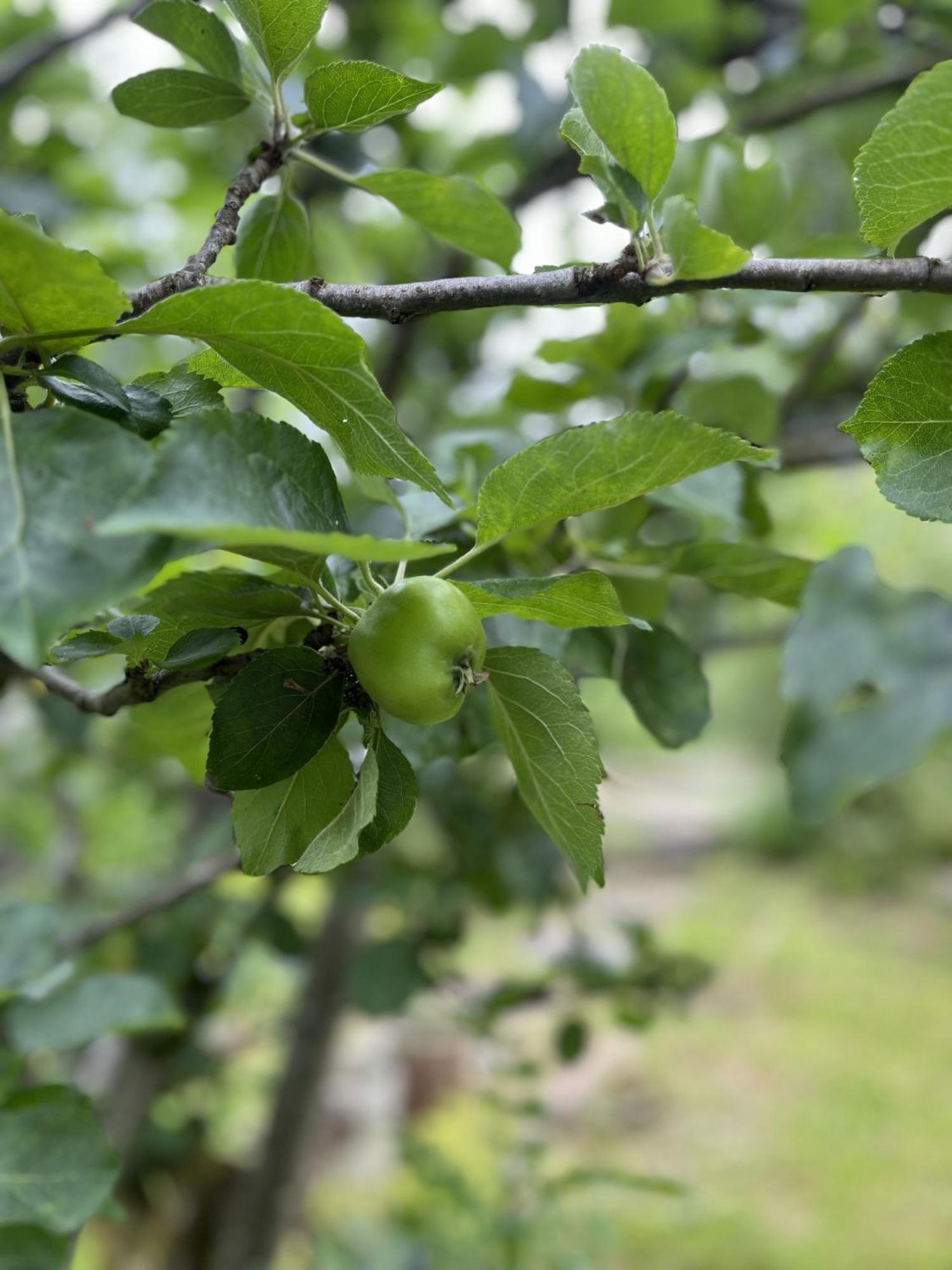 Apple Cottage Newton Stewart Bagian luar foto
