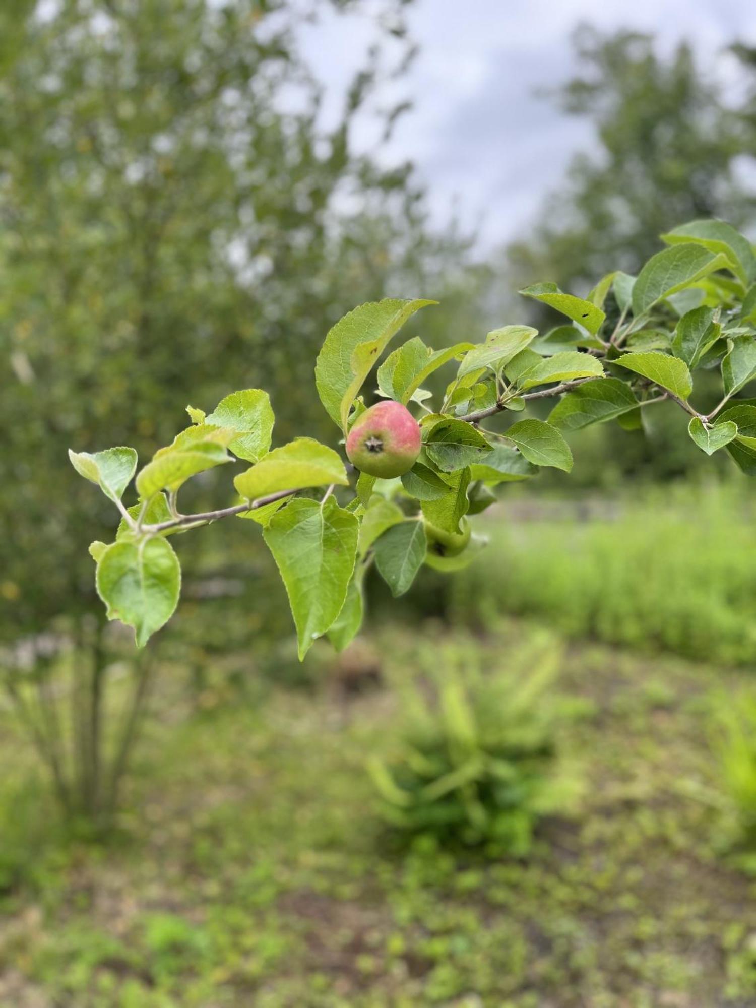 Apple Cottage Newton Stewart Bagian luar foto